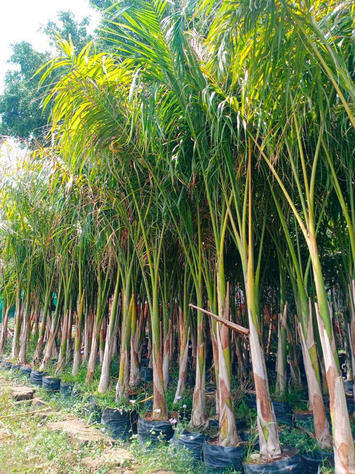 BOTTLE PALM